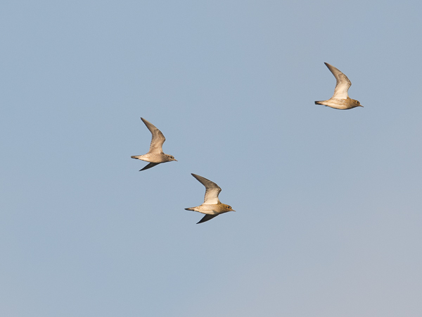 Amerikankurmitsa, American Golden Plover, Pluvialis dominica